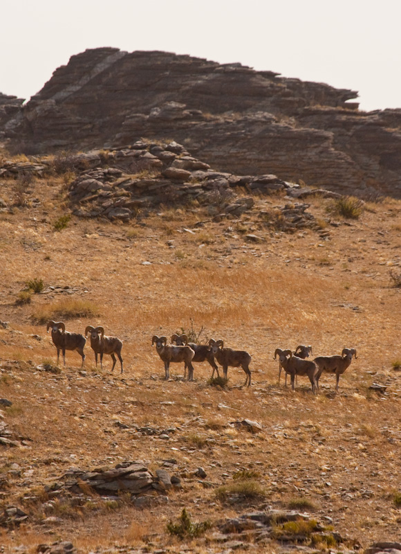 Argali